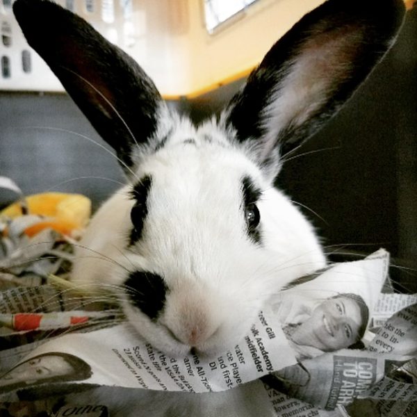 How to Stop Rabbits from Chewing The Bunny Hutch Florida