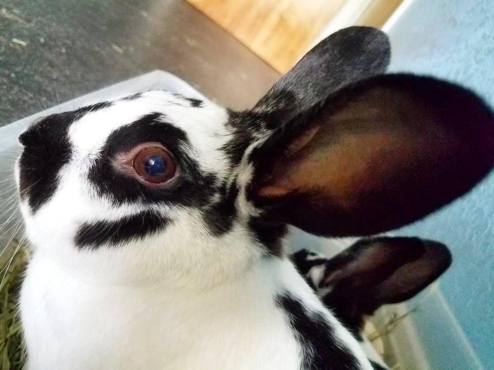 20170728 13.44.20 The Bunny Hutch Virginia Beach Exotic Animal Rescue