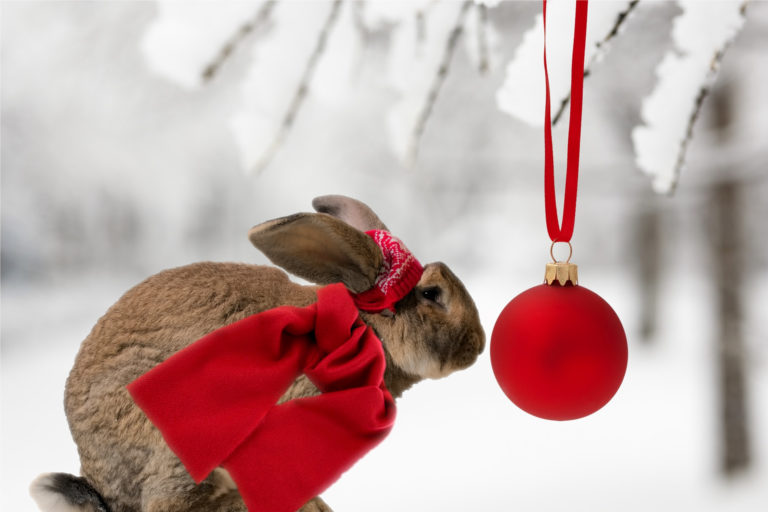 Should You Get a Bunny for Christmas? The Bunny Hutch Florida